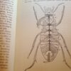 * Rare * Rev W Houghton Sketches of British Insects (Entomology) 1st Edn 1875 - Image 15