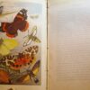 * Rare * Rev W Houghton Sketches of British Insects (Entomology) 1st Edn 1875 - Image 17