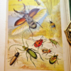 * Rare * Rev W Houghton Sketches of British Insects (Entomology) 1st Edn 1875 - Image 5