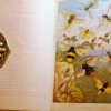 * Rare * Rev W Houghton Sketches of British Insects (Entomology) 1st Edn 1875 - Image 6