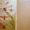 * Rare * Rev W Houghton Sketches of British Insects (Entomology) 1st Edn 1875 - Image 8
