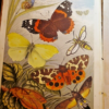 * Rare * Rev W Houghton Sketches of British Insects (Entomology) 1st Edn 1875 - Image 9