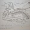 Neville Burt Barrages Engineering Design & Environmental Impacts 1st Edn 1996 - Image 4