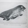 ** Scarce in D/J  ** Herbert Ponting The Great White South 1924 - Image 11