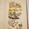 * Rare * A Grammar of Botany By James Edward Smith 1st Ed 1821 (Colour Plates) - Image 8