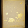 Maeterlinck The Life of the Bee (illustrated by Edward Detmold) 1911