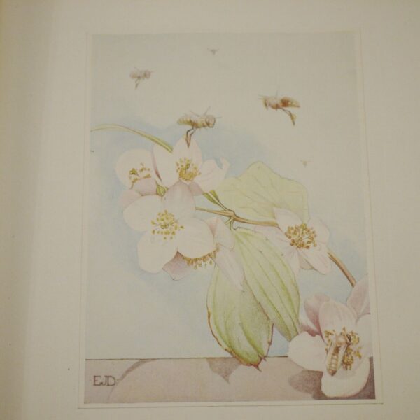 Maeterlinck The Life of the Bee (illustrated by Edward Detmold) 1911 - Image 12