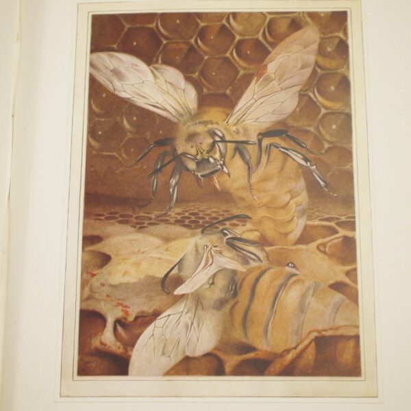 Maeterlinck The Life of the Bee (illustrated by Edward Detmold) 1911 - Image 16