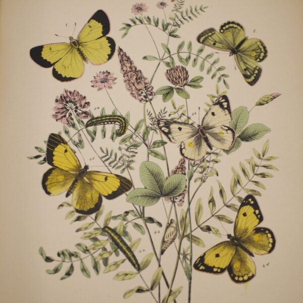 * Rare * European Butterflies and Moths By W.F. Kirby 1882  61 Cold Plates 1st - Image 11