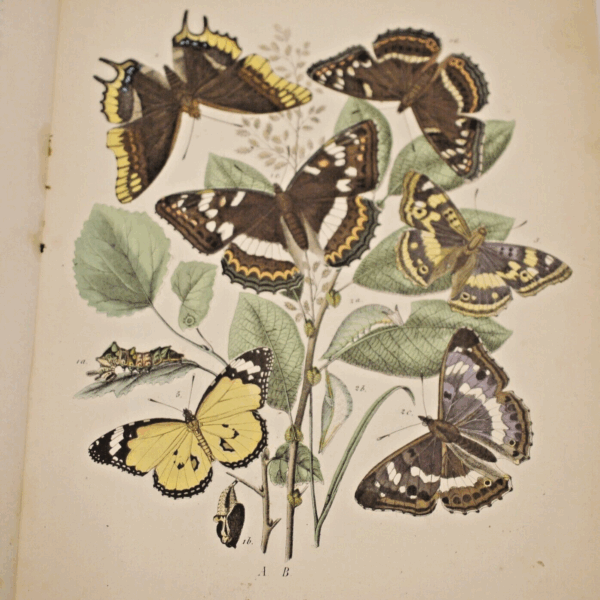 * Rare * European Butterflies and Moths By W.F. Kirby 1882  61 Cold Plates 1st - Image 12