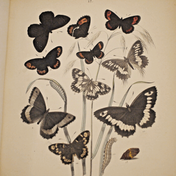 * Rare * European Butterflies and Moths By W.F. Kirby 1882  61 Cold Plates 1st - Image 13