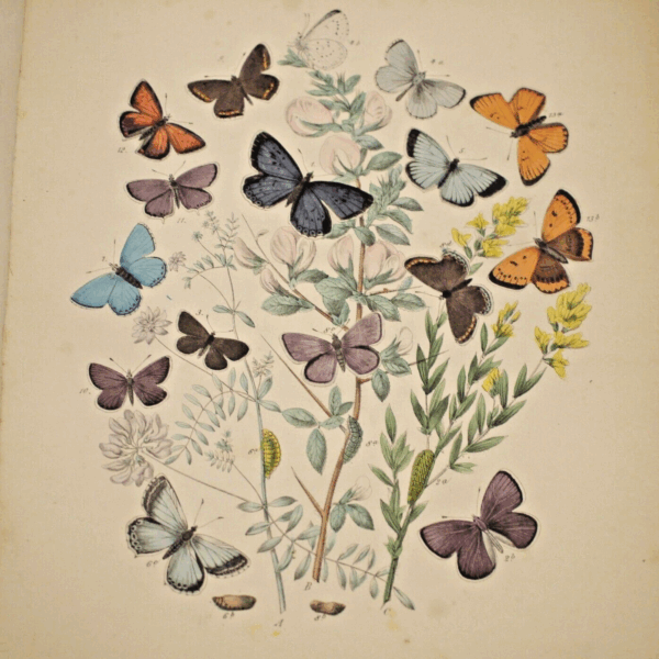* Rare * European Butterflies and Moths By W.F. Kirby 1882  61 Cold Plates 1st - Image 15