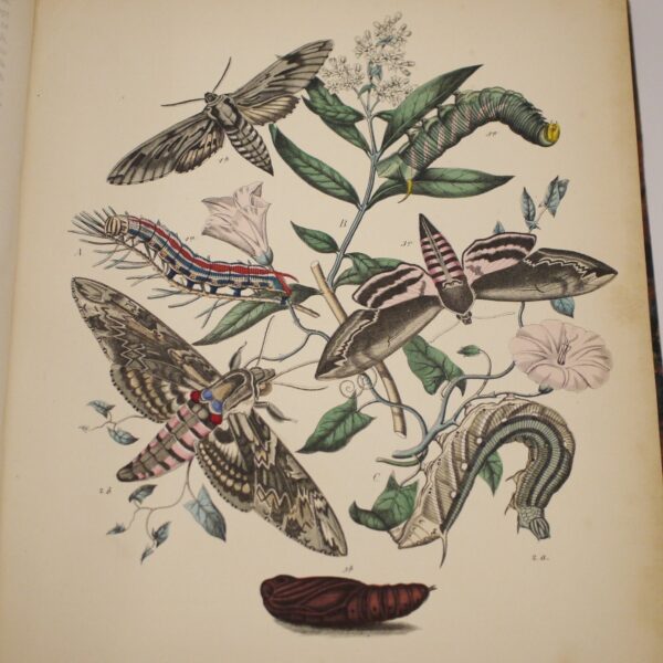 * Rare * European Butterflies and Moths By W.F. Kirby 1882  61 Cold Plates 1st - Image 16