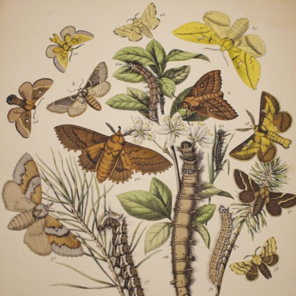 * Rare * European Butterflies and Moths By W.F. Kirby 1882  61 Cold Plates 1st - Image 18