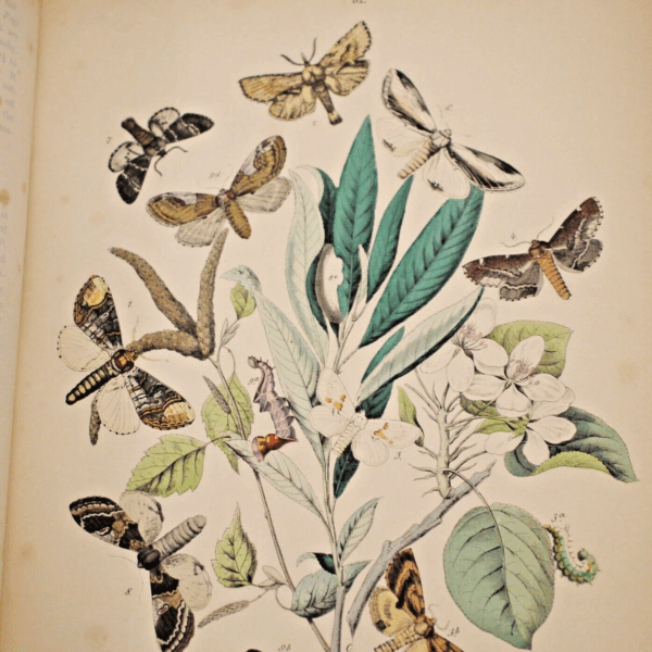 * Rare * European Butterflies and Moths By W.F. Kirby 1882  61 Cold Plates 1st - Image 19