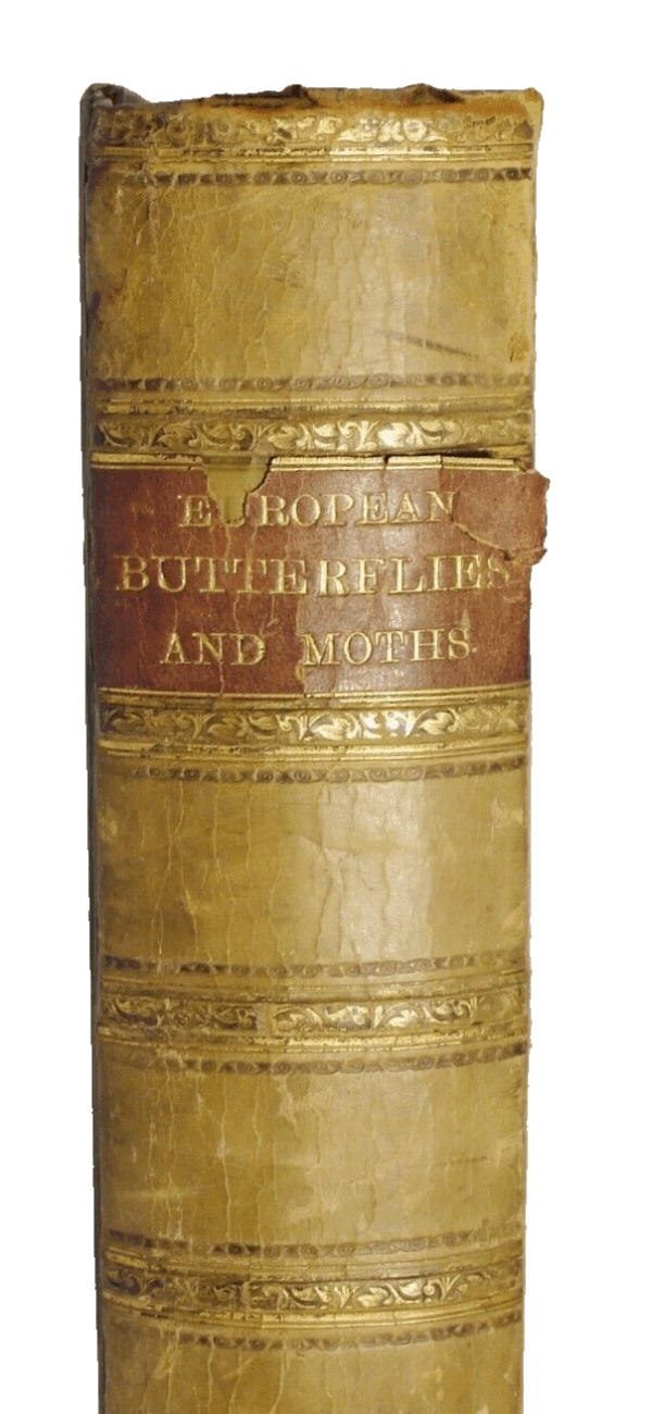 * Rare * European Butterflies and Moths By W.F. Kirby 1882  61 Cold Plates 1st - Image 3