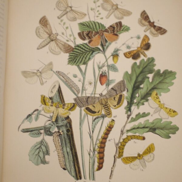 * Rare * European Butterflies and Moths By W.F. Kirby 1882  61 Cold Plates 1st - Image 21