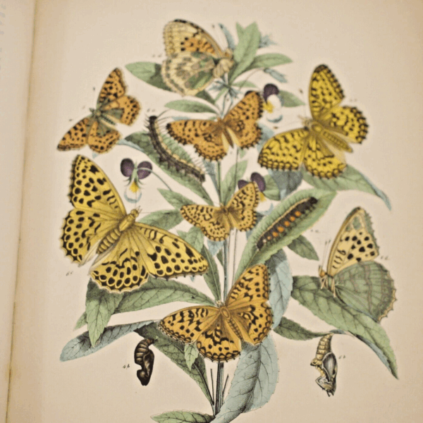 * Rare * European Butterflies and Moths By W.F. Kirby 1882  61 Cold Plates 1st - Image 6