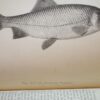 * Rare * The Fisherman's Magazine Two Volumes By Cholmondeley-Pennell  1864/1865 - Image 12