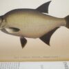 * Rare * The Fisherman's Magazine Two Volumes By Cholmondeley-Pennell  1864/1865 - Image 14