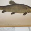 * Rare * The Fisherman's Magazine Two Volumes By Cholmondeley-Pennell  1864/1865 - Image 15