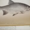 * Rare * The Fisherman's Magazine Two Volumes By Cholmondeley-Pennell  1864/1865 - Image 16