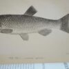 * Rare * The Fisherman's Magazine Two Volumes By Cholmondeley-Pennell  1864/1865 - Image 17