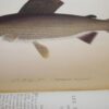 * Rare * The Fisherman's Magazine Two Volumes By Cholmondeley-Pennell  1864/1865 - Image 18