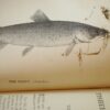 * Rare * The Fisherman's Magazine Two Volumes By Cholmondeley-Pennell  1864/1865 - Image 20