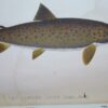 * Rare * The Fisherman's Magazine Two Volumes By Cholmondeley-Pennell  1864/1865 - Image 23