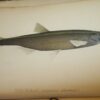 * Rare * The Fisherman's Magazine Two Volumes By Cholmondeley-Pennell  1864/1865 - Image 5