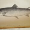* Rare * The Fisherman's Magazine Two Volumes By Cholmondeley-Pennell  1864/1865 - Image 6