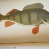 * Rare * The Fisherman's Magazine Two Volumes By Cholmondeley-Pennell  1864/1865 - Image 7