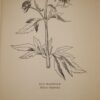 Mrs C.F. Leyel Herbal Delights Syrups,Juleps,Vinegars,Conserves etc in D/J 1950 - Image 11