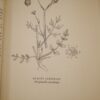 Mrs C.F. Leyel Herbal Delights Syrups,Juleps,Vinegars,Conserves etc in D/J 1950 - Image 9