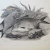 Isaac Walton & Charles Cotton The Complete Angler 2nd Edition 1860 - Image 20