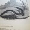 Isaac Walton & Charles Cotton The Complete Angler 2nd Edition 1860 - Image 23