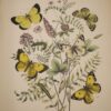 * Rare * European Butterflies and Moths By W.F. Kirby 1882  61 Cold Plates 1st - Image 11