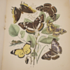 * Rare * European Butterflies and Moths By W.F. Kirby 1882  61 Cold Plates 1st - Image 12