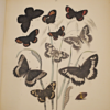 * Rare * European Butterflies and Moths By W.F. Kirby 1882  61 Cold Plates 1st - Image 13