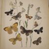 * Rare * European Butterflies and Moths By W.F. Kirby 1882  61 Cold Plates 1st - Image 14