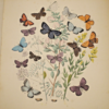 * Rare * European Butterflies and Moths By W.F. Kirby 1882  61 Cold Plates 1st - Image 15