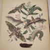 * Rare * European Butterflies and Moths By W.F. Kirby 1882  61 Cold Plates 1st - Image 16