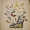 * Rare * European Butterflies and Moths By W.F. Kirby 1882  61 Cold Plates 1st - Image 17