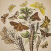 * Rare * European Butterflies and Moths By W.F. Kirby 1882  61 Cold Plates 1st - Image 18