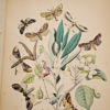 * Rare * European Butterflies and Moths By W.F. Kirby 1882  61 Cold Plates 1st - Image 19