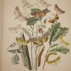 * Rare * European Butterflies and Moths By W.F. Kirby 1882  61 Cold Plates 1st - Image 21