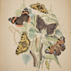 * Rare * European Butterflies and Moths By W.F. Kirby 1882  61 Cold Plates 1st - Image 5