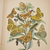 * Rare * European Butterflies and Moths By W.F. Kirby 1882  61 Cold Plates 1st - Image 6
