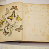 * Rare * European Butterflies and Moths By W.F. Kirby 1882  61 Cold Plates 1st - Image 7